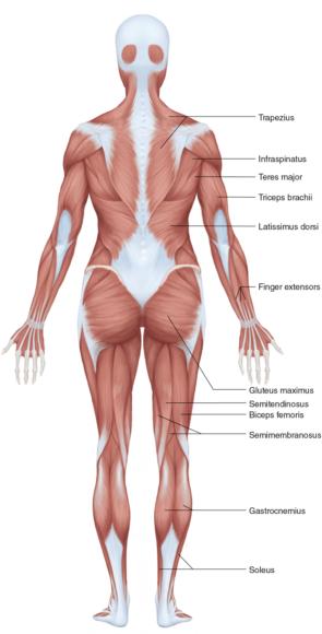 Strong And Sculpted Human Kinetics