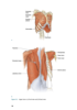 Running Anatomy - Joseph Puleo, Patrick Milroy