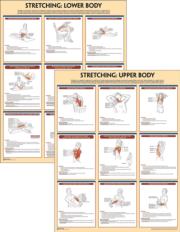 Stretching Anatomy Poster Series - Human Kinetics